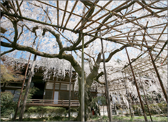 樹齢百五十年を越える毘沙門堂「しだれ桜」