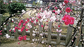 境内には、紅白の花が同じ枝に咲く『源平しだれ桃』が植えられ、春先にその艶やかな姿を見ることができます。