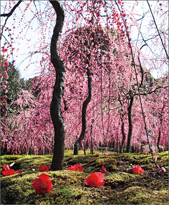 城南宮の社殿西に広がる『春の山』に咲く、あでやかなしだれ梅と椿。平成29年の『しだれ梅と椿まつり』は2月18日から3月22日だそうです。