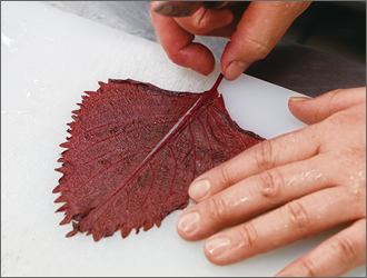 赤紫蘇の葉の中央の太い葉脈は繊細な食感を損ねるため、一枚一枚丁寧に取り除いて使う。