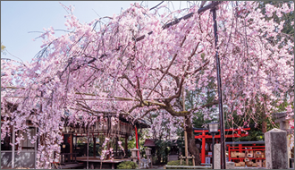 境内に咲く3本の桜は、近隣の小学校の卒業生が自身の成功を記念して植えたもの。2本は紅枝垂れ桜、1本は八重桜で、いずれも早咲きのためお花見はお早めに。