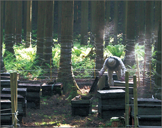 巣箱を置くのは山深い場所が多い。人が近づかない代わりに熊がよく出没するという。1つの巣箱に入るミツバチは最盛期には5万匹にもなる。